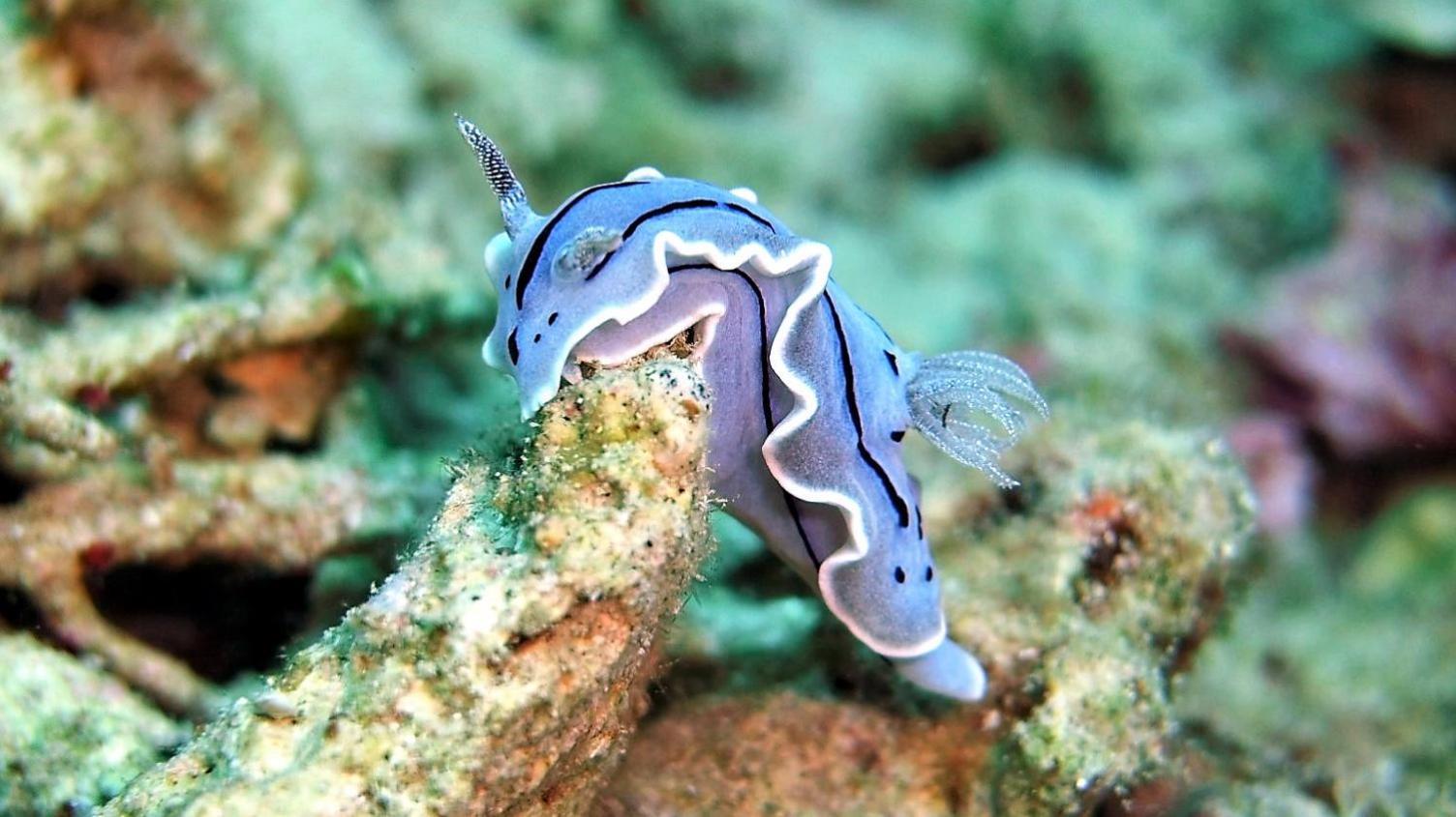 Bunaken Sea Garden Resort 外观 照片