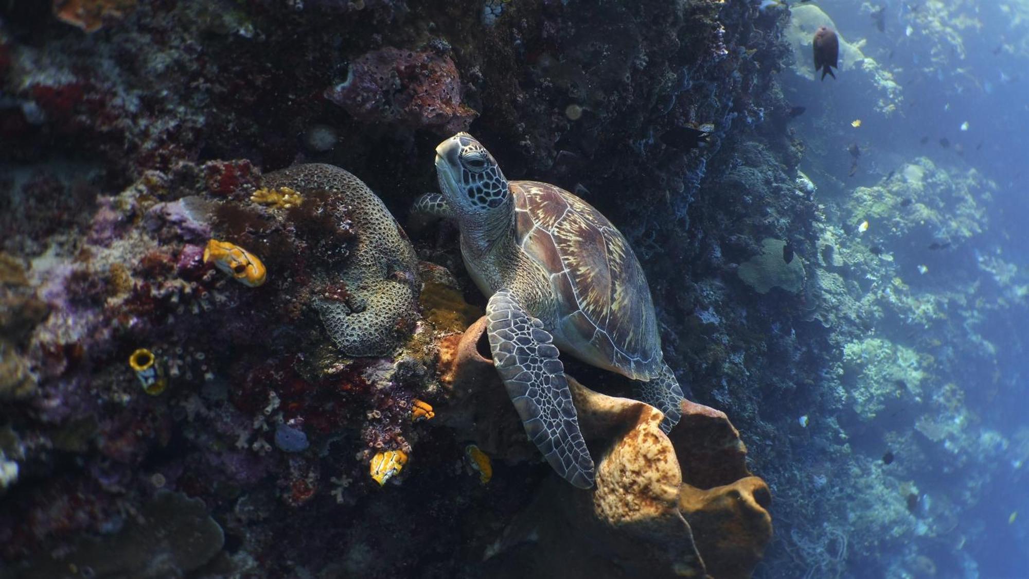 Bunaken Sea Garden Resort 外观 照片