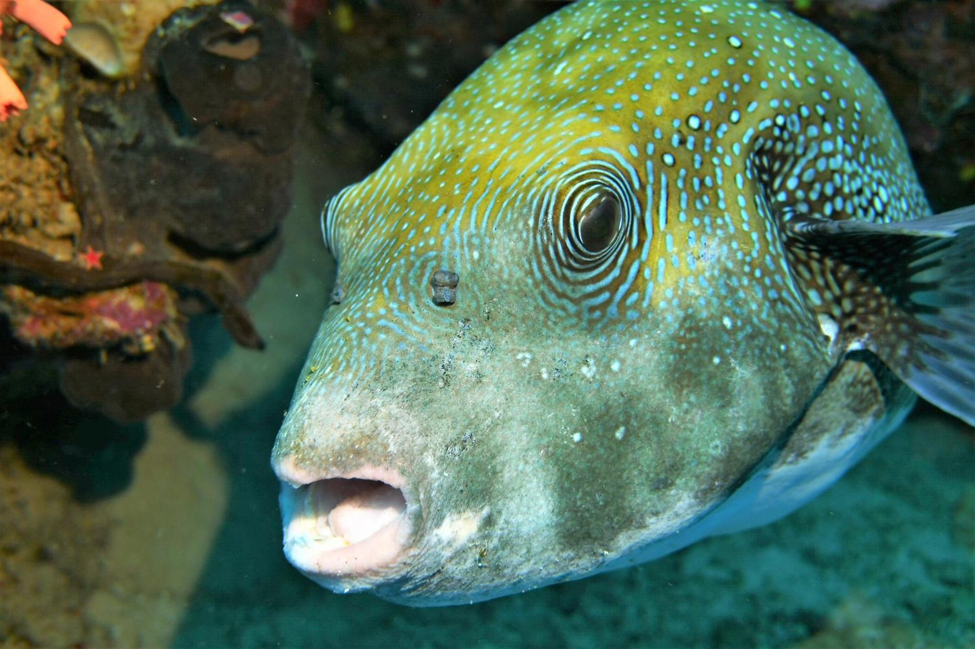 Bunaken Sea Garden Resort 外观 照片