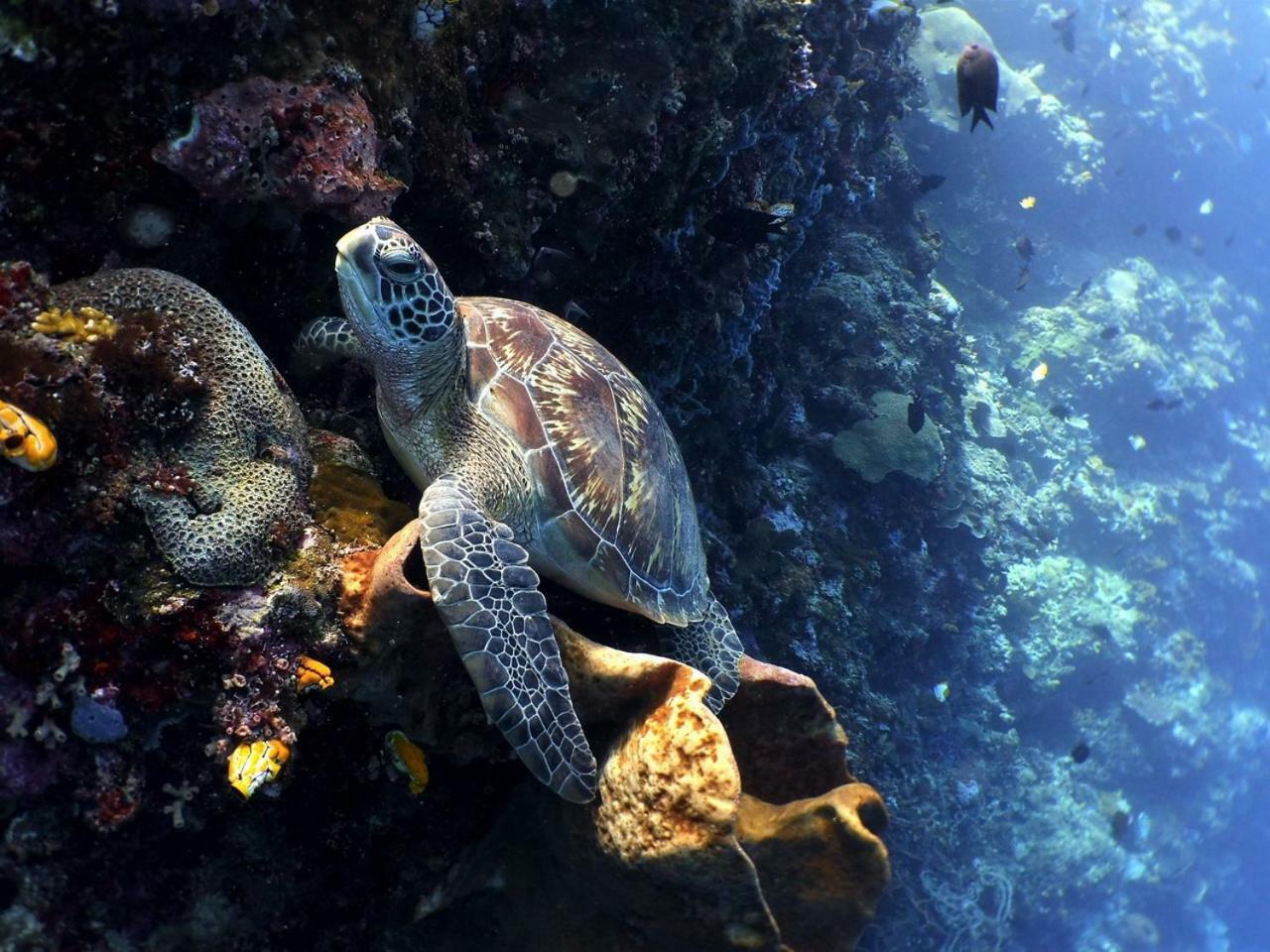 Bunaken Sea Garden Resort 外观 照片
