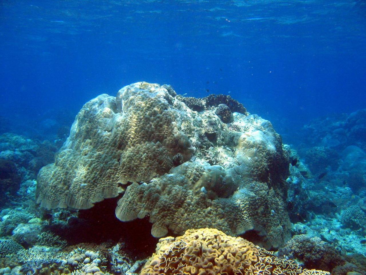 Bunaken Sea Garden Resort 外观 照片